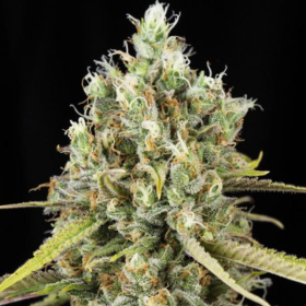 Lemon King - EVA SEEDS | TanieSianie.pl
