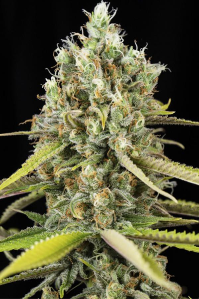Lemon King - EVA SEEDS | TanieSianie.pl