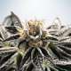 Mandarin Gelato - MINISTRY OF CANNABIS | TanieSianie.pl