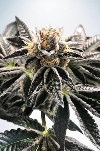 Mandarin Gelato - MINISTRY OF CANNABIS | TanieSianie.pl