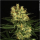 Ortega Indica - DUTCH PASSION | TanieSianie.pl