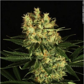 Ortega Indica - DUTCH PASSION | TanieSianie.pl