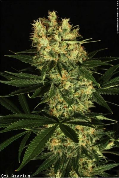 Ortega Indica - DUTCH PASSION | TanieSianie.pl