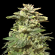 Siberian Harlequin - KALASHNIKOV SEEDS | TanieSianie.pl