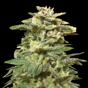 Siberian Harlequin - KALASHNIKOV SEEDS | TanieSianie.pl