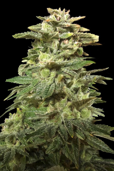 Siberian Harlequin - KALASHNIKOV SEEDS | TanieSianie.pl