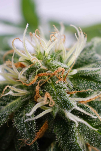 Silver Widow - KANNABIA SEED | TanieSianie.pl
