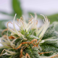 Silver Widow - KANNABIA SEED