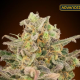 Somango Glue - ADVANCED SEEDS | TanieSianie.pl