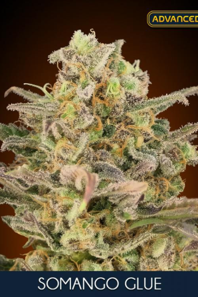 Somango Glue - ADVANCED SEEDS | TanieSianie.pl