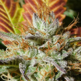 Wedding Cookies - Original Sensible Seeds | TanieSianie.pl