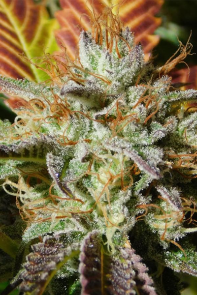 Wedding Cookies - Original Sensible Seeds | TanieSianie.pl