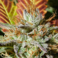 Wedding Cookies - Original Sensible Seeds