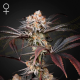 Wonder Pie - GREEN HOUSE SEEDS | TanieSianie.pl