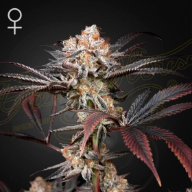 Wonder Pie - GREEN HOUSE SEEDS | TanieSianie.pl