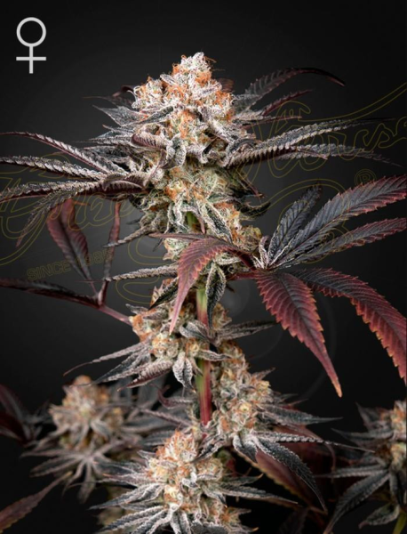 Wonder Pie - GREEN HOUSE SEEDS | TanieSianie.pl