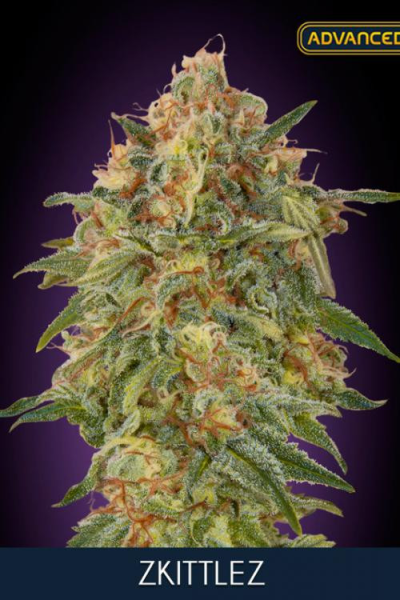 Zkittlez - ADVANCED SEEDS | TanieSianie.pl