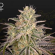 Cloudwalker - GREEN HOUSE SEEDS | TanieSianie.pl