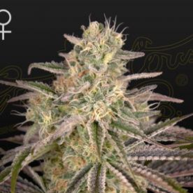 Cloudwalker - GREEN HOUSE SEEDS | TanieSianie.pl