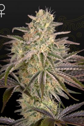 Cloudwalker - GREEN HOUSE SEEDS | TanieSianie.pl
