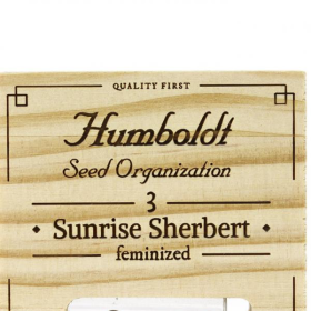 Sunrise Sherbert - HUMBOLDT SEED | TanieSianie.pl