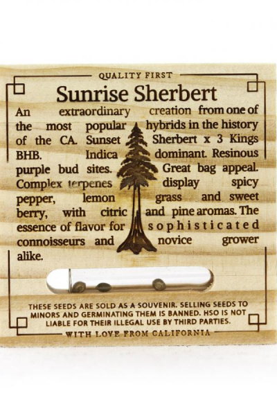 Sunrise Sherbert - HUMBOLDT SEED | TanieSianie.pl