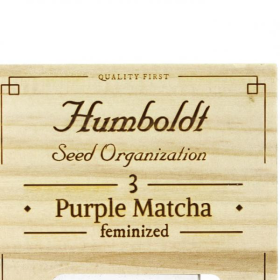 Purple Match - HUMBOLDT SEED | TanieSianie.pl