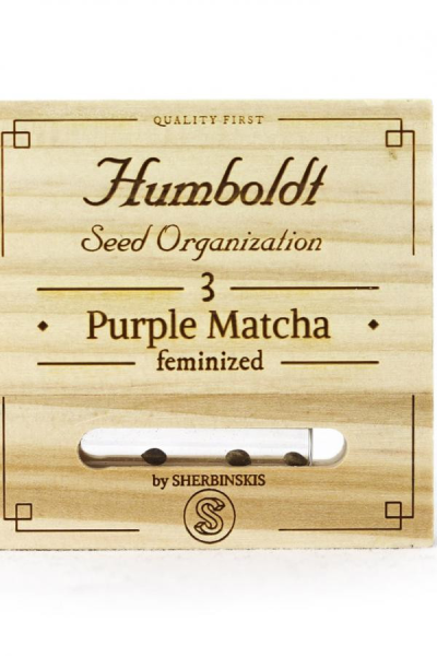 Purple Match - HUMBOLDT SEED | TanieSianie.pl