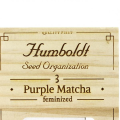 Purple Match - HUMBOLDT SEED