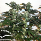 Ortega Indica - DUTCH PASSION | TanieSianie.pl
