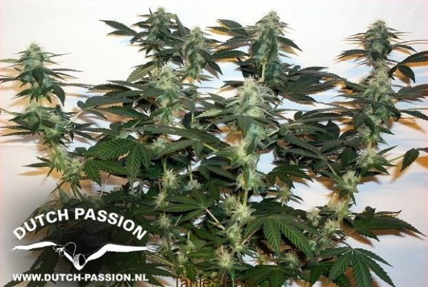 Ortega Indica - DUTCH PASSION | TanieSianie.pl