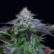 Dinamed Kush CBD Autoflowering - DINAFEM | TanieSianie.pl