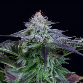 Dinamed Kush CBD Autoflowering - DINAFEM | TanieSianie.pl