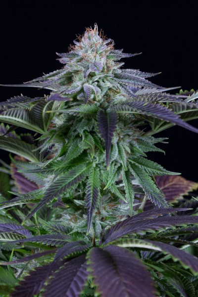 Dinamed Kush CBD Autoflowering - DINAFEM | TanieSianie.pl