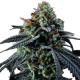 Blue Cheese Auto | TanieSianie.pl