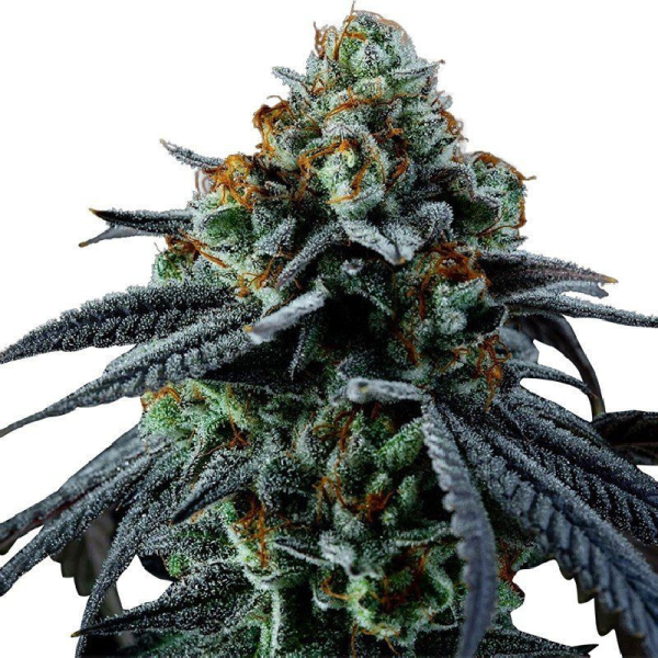 Blue Cheese Auto | TanieSianie.pl