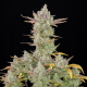 Gorilla Cookies Auto | TanieSianie.pl