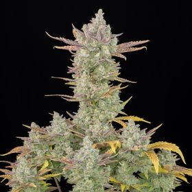 Gorilla Cookies Auto | TanieSianie.pl