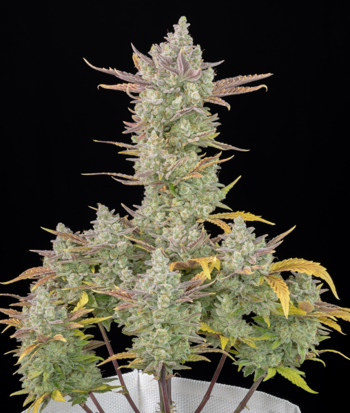 Gorilla Cookies Auto | TanieSianie.pl