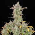 Gorilla Cookies Auto
