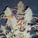 White Widow Auto | TanieSianie.pl