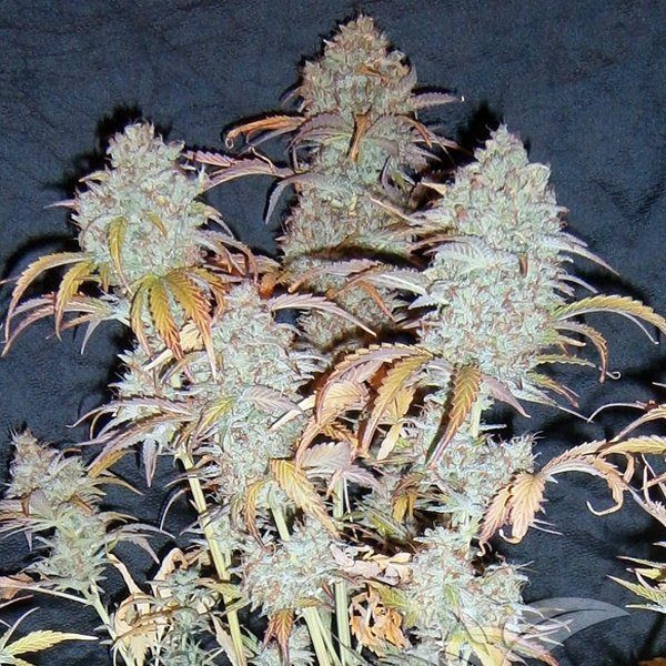 White Widow Auto | TanieSianie.pl