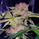 Mimosa Champagne - FEMALE SEEDS | TanieSianie.pl