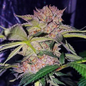 Mimosa Champagne - FEMALE SEEDS | TanieSianie.pl