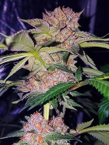 Mimosa Champagne - FEMALE SEEDS | TanieSianie.pl
