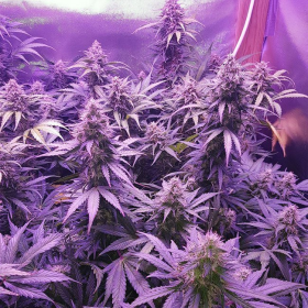 Auto Alaskan Purple - SEEDSMAN | TanieSianie.pl