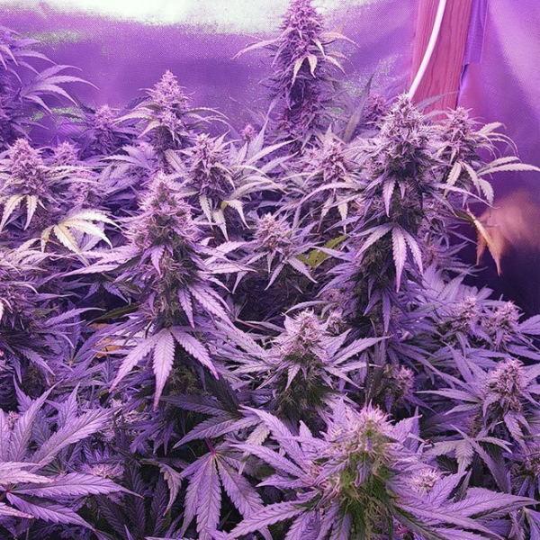 Auto Alaskan Purple - SEEDSMAN | TanieSianie.pl