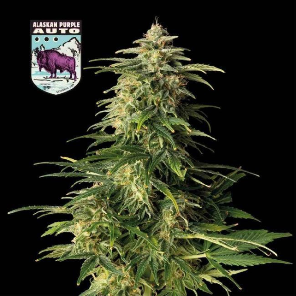 Auto Alaskan Purple - SEEDSMAN | TanieSianie.pl