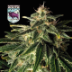 Auto Alaskan Purple - SEEDSMAN | TanieSianie.pl