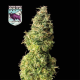 Auto Alaskan Purple - SEEDSMAN | TanieSianie.pl